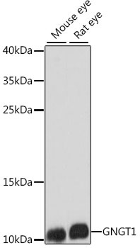 GNGT1 Antibody
