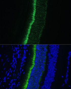 GNGT1 Antibody