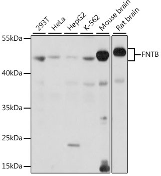 FNTB Antibody