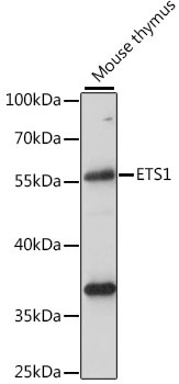 ETS1 Antibody