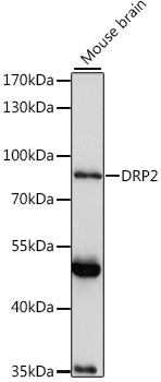 DRP2 Antibody