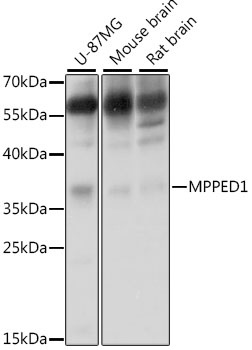 MPPED1 Antibody