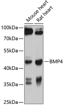 BMP4 Antibody