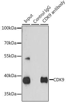 CDK9 Antibody