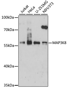 MAP3K8 Antibody