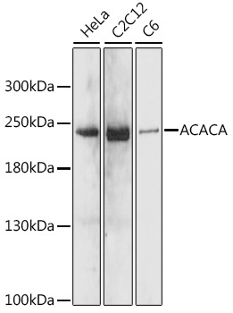 ACACA Antibody