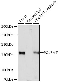 POLRMT Antibody