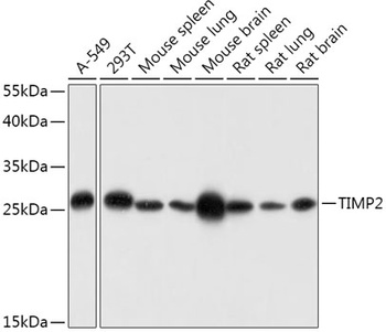 TIMP2 Antibody