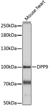 DPP9 Antibody