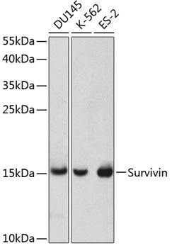 Survivin Antibody