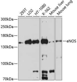 NOS3 Antibody