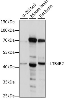 LTB4R2 Antibody