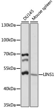 LINS1 Antibody