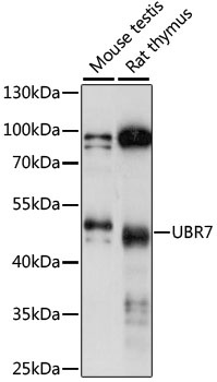 UBR7 Antibody