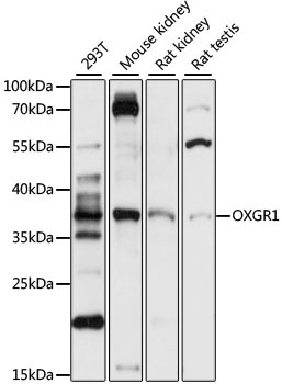 OXGR1 Antibody