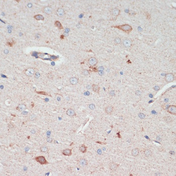 AFG3L2 Antibody