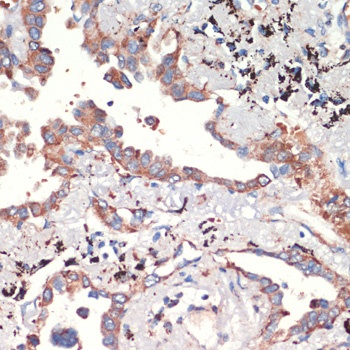 AFG3L2 Antibody