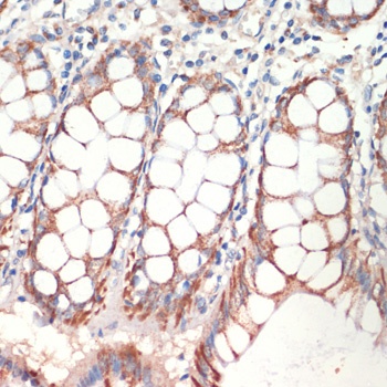 AFG3L2 Antibody