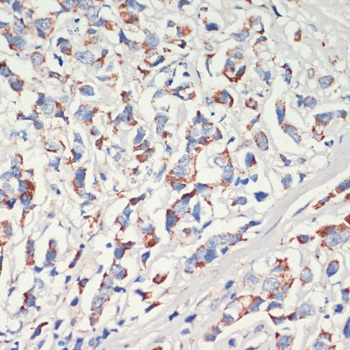 AFG3L2 Antibody