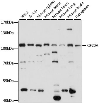 KIF20A Antibody