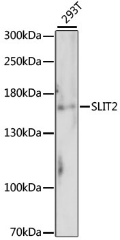 SLIT2 Antibody