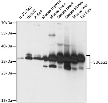 SUCLG1 Antibody