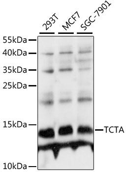 TCTA Antibody