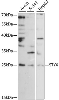 STYX Antibody