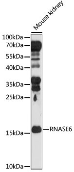 RNASE6 Antibody