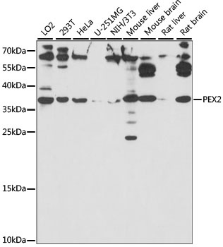 PEX2 Antibody