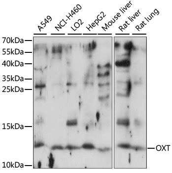 OXT Antibody