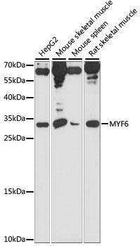 MYF6 Antibody