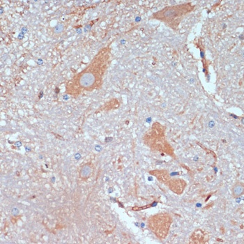 KIF5B Antibody