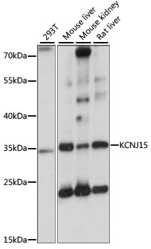 KCNJ15 Antibody