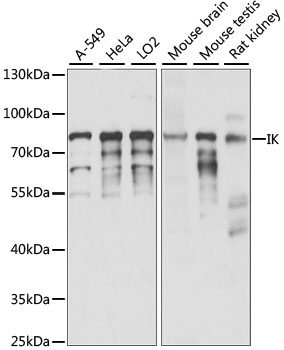 IK Antibody