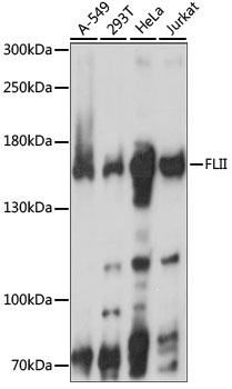 FLII Antibody