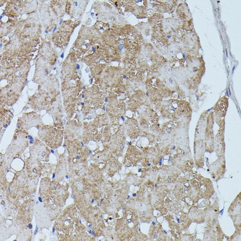 FLII Antibody