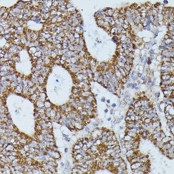 FLII Antibody