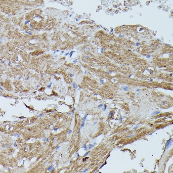 FLII Antibody