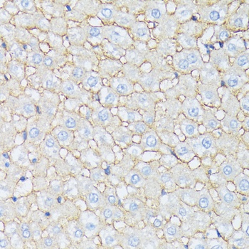 CTNNA2 Antibody