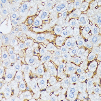 CTNNA2 Antibody