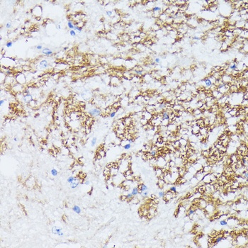 CTNNA2 Antibody