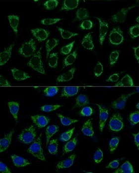 ATP5C1 Antibody