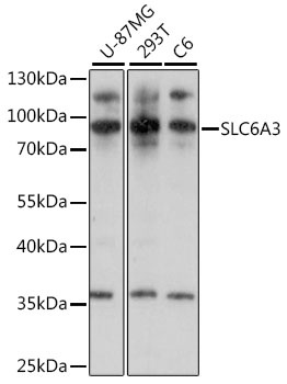 SLC6A3 Antibody
