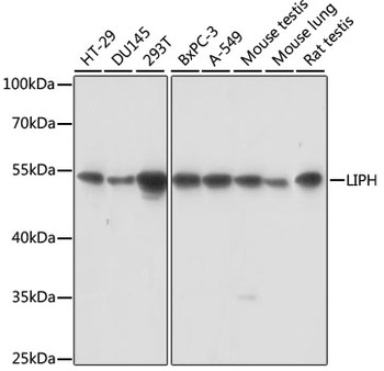 LIPH Antibody