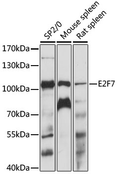 E2F7 Antibody