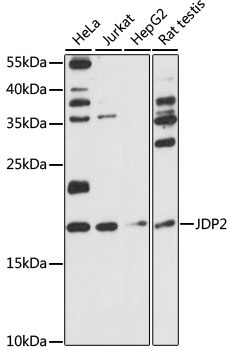 JDP2 Antibody