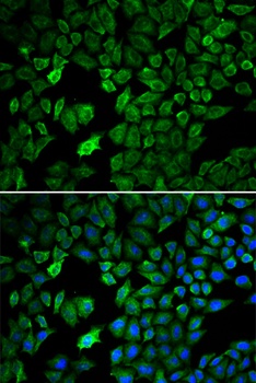 PRMT5 Antibody