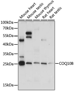 COQ10B Antibody