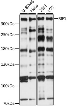 RIF1 Antibody